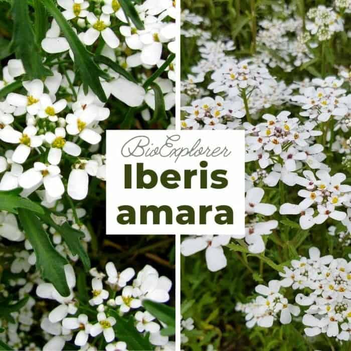 Iberis Amara