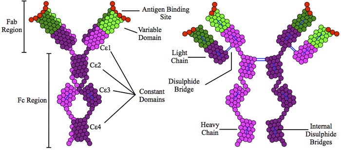 IgE Structure