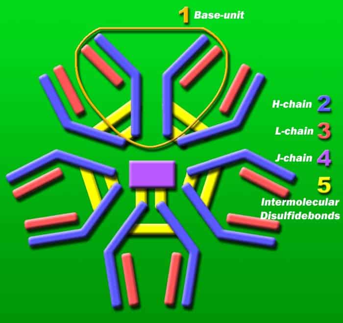 IgM Structure