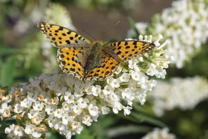 Ilex aquifolium