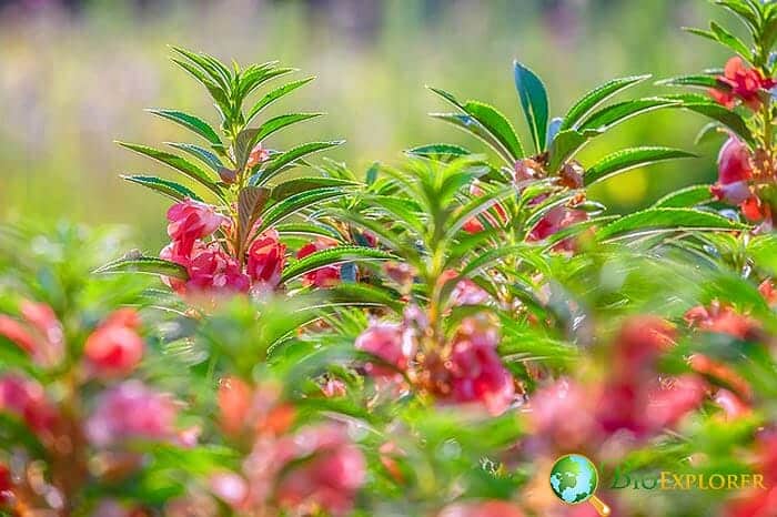 Impatiens balsamini