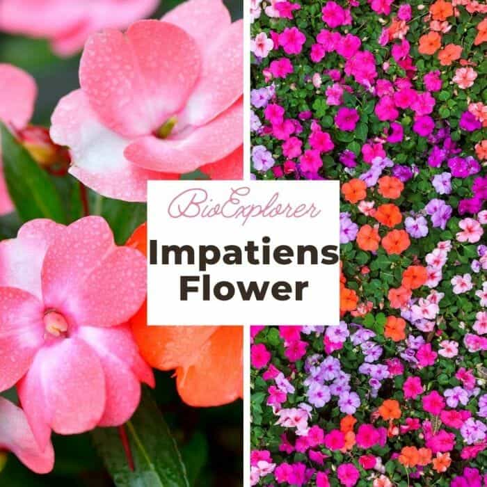 Impatiens