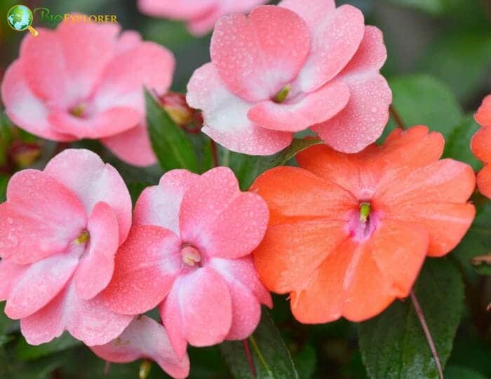 Impatiens Flowers