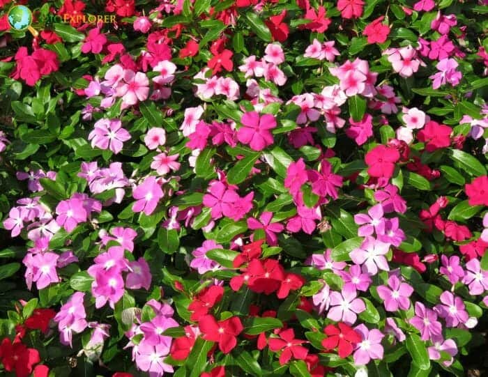 Impatiens Flowers