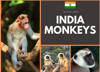 India Monkeys