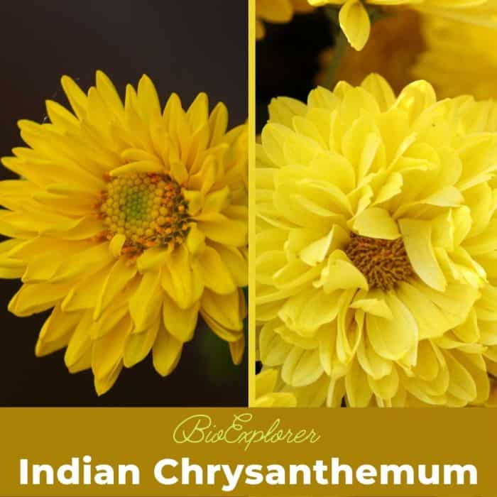 Indian Chrysanthemum