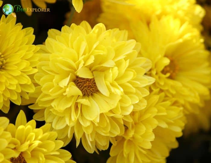 Indian Chrysanthemum