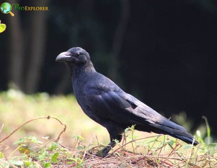 Indian Jungle Crow