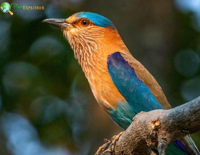 Indian Roller