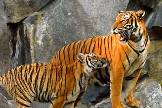 Indochinese Tiger Diet