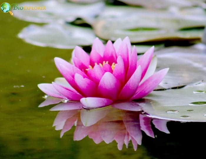 Interesting Facts About Water Lilies