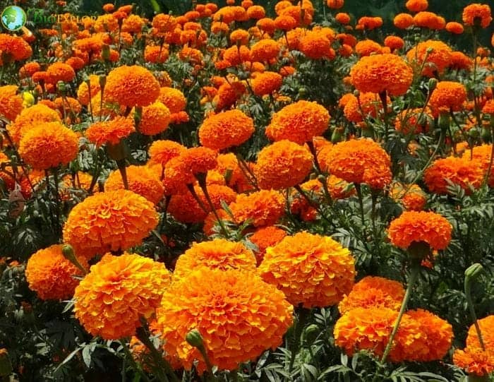 Interesting Facts About Marigolds