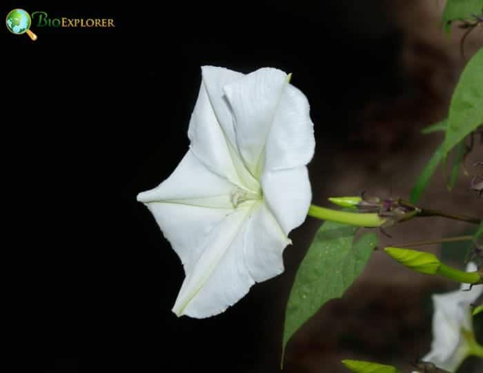 Ipomoea Alba