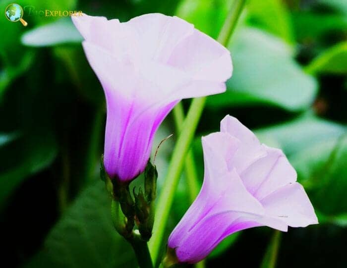 Ipomoea Flowers