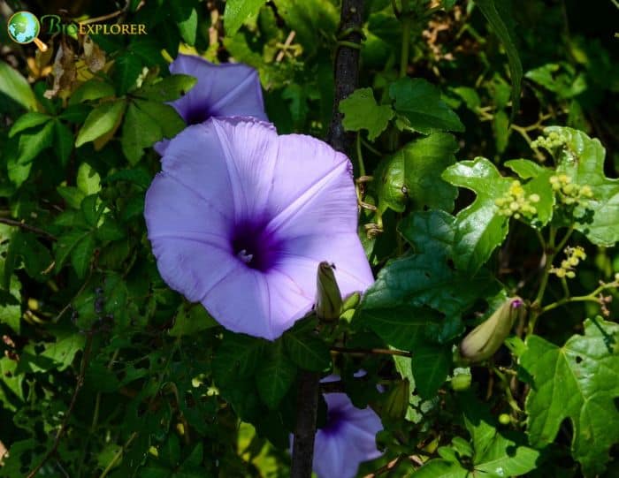 Ipomoea Nil