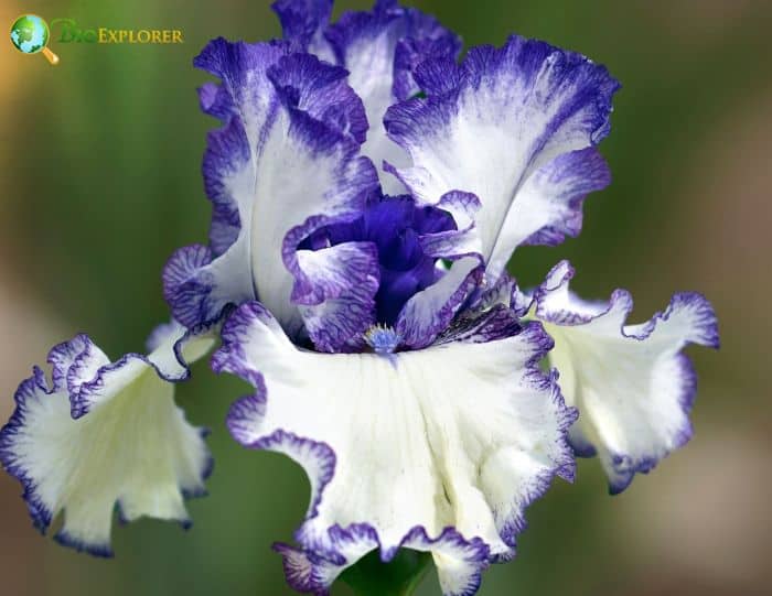 Iris Sanguniea