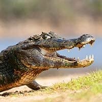 Jacare Caiman