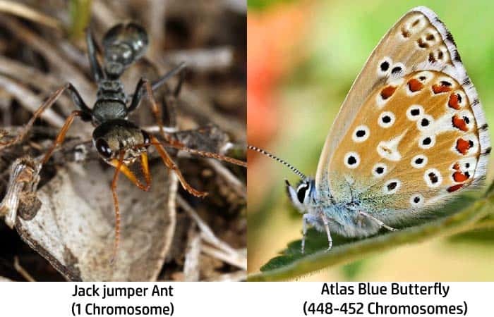 Jack Jumper Ant / Atlas Blue Butterfly