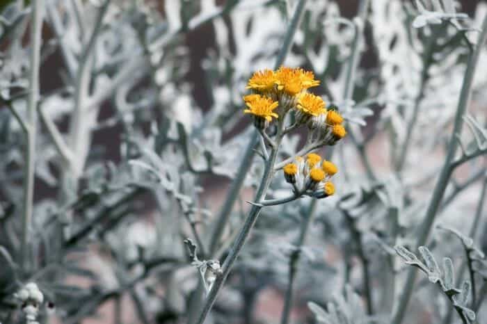 Jacobaea Maritima