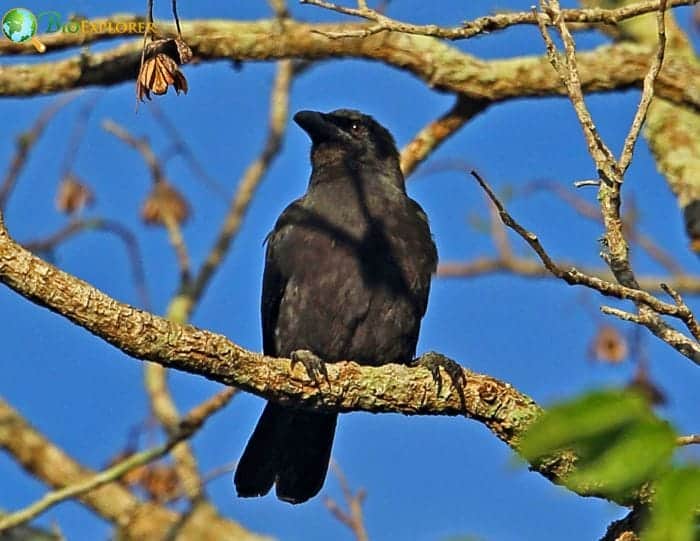 Jamaican Crow