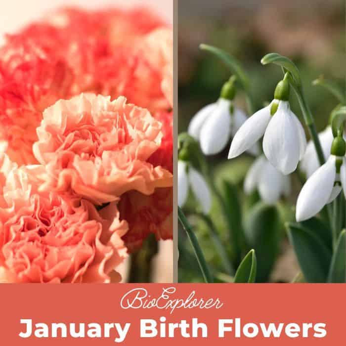 January Birth Flowers