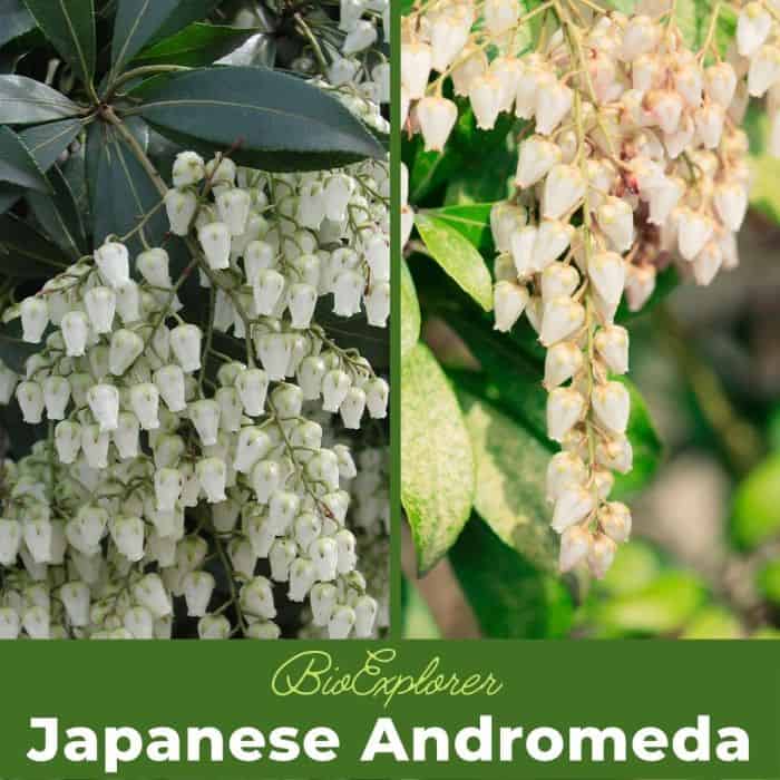 Japanese Andromeda