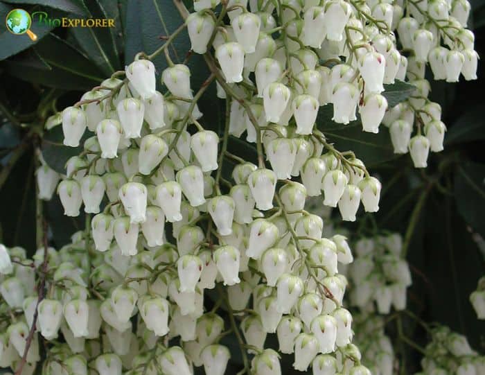 Japanese Andromeda White Flowers