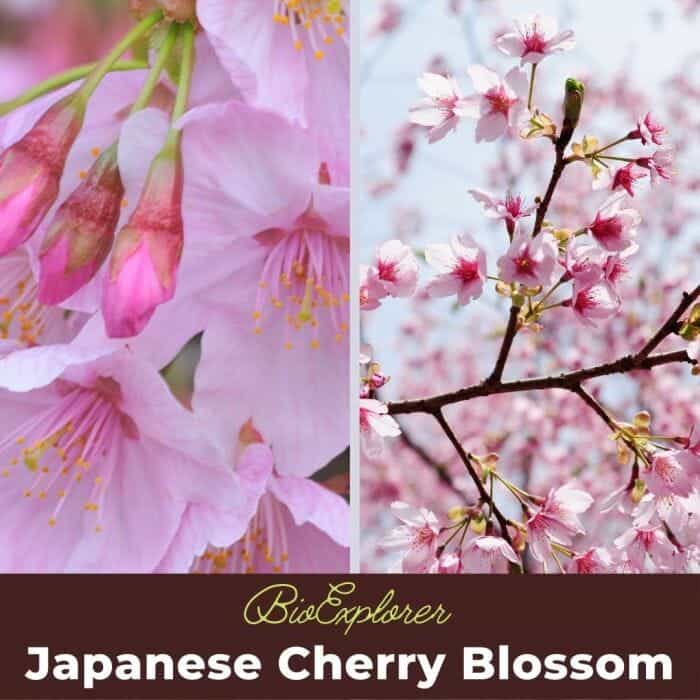 Japanese Cherry Blossom