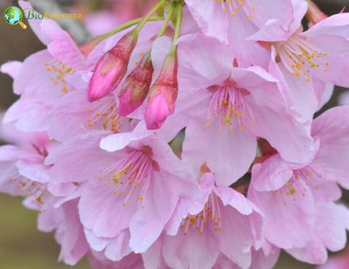 Japanese Cherry Blossom Flowers