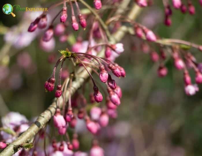 Japanese Cherry Blossoms