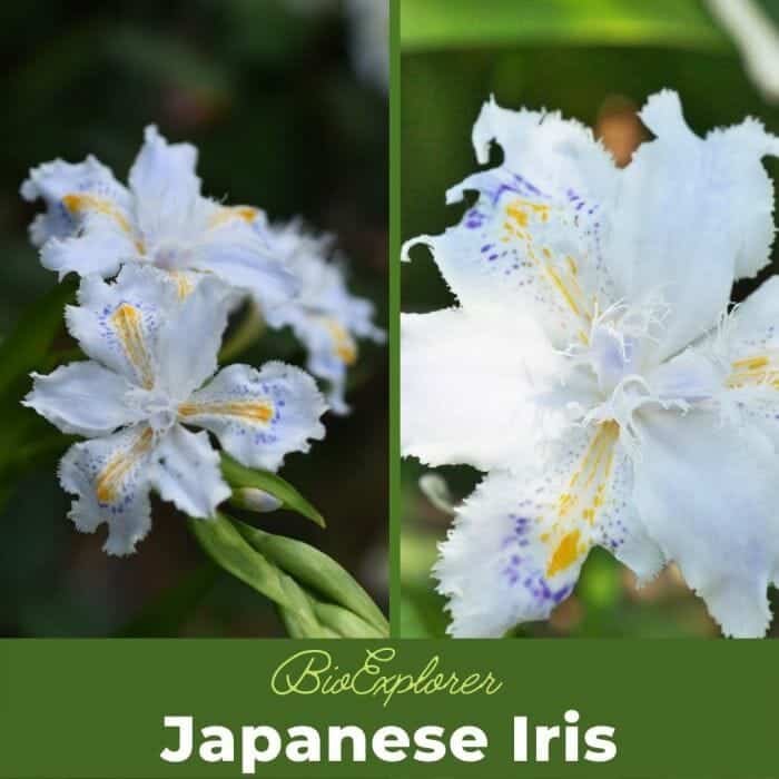 Japanese Iris