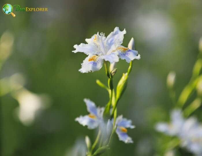 Japanese Iris