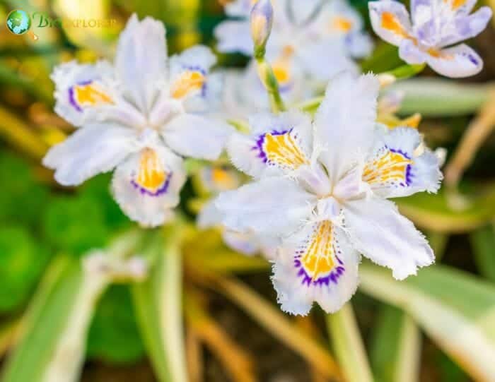 Japanese Iris Flowers