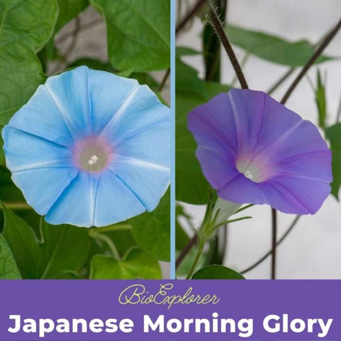 Japanese Morning Glory