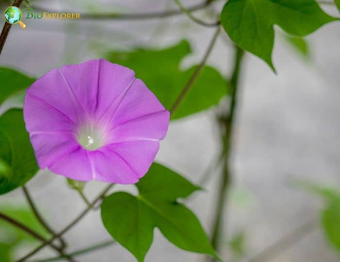 Japanese Morning Glory