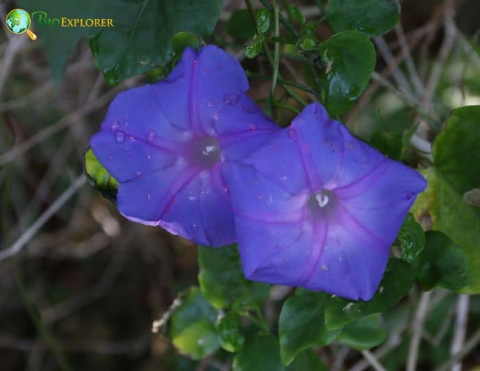 Japanese Morning Glory Flowers