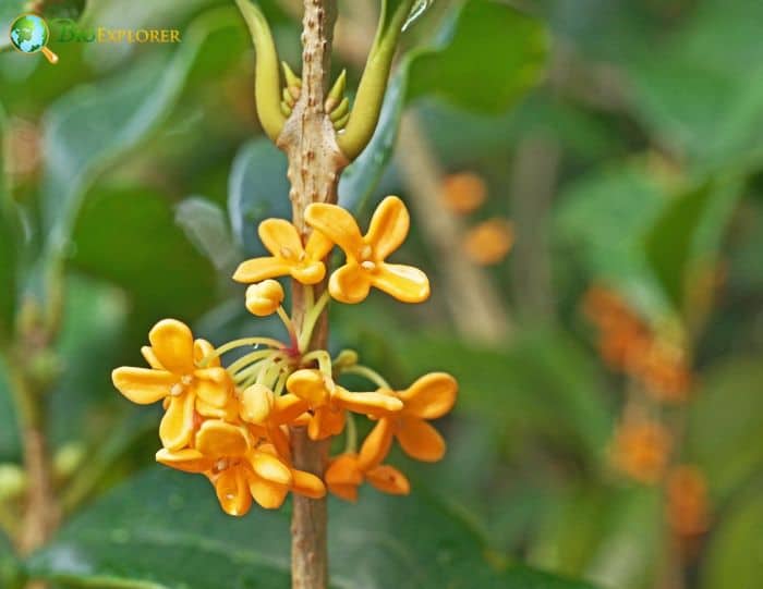 Japanese Orange Osmanthus