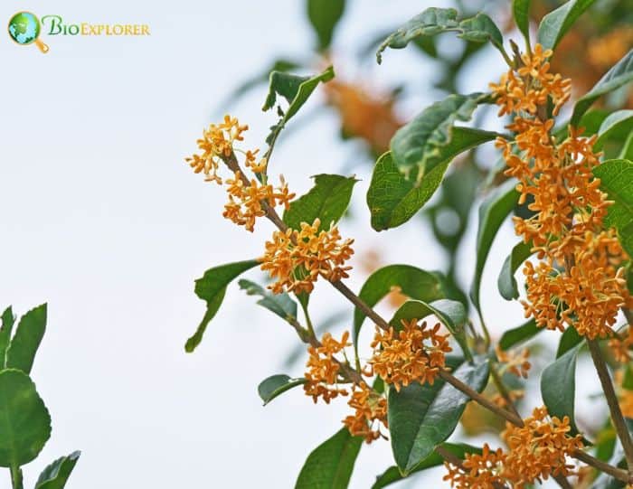 Japanese Orange Osmanthus Orange Flower