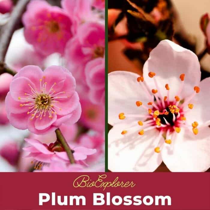 Japanese Plum Blossom