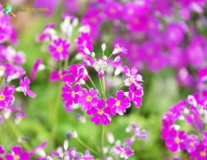 Japanese Primrose