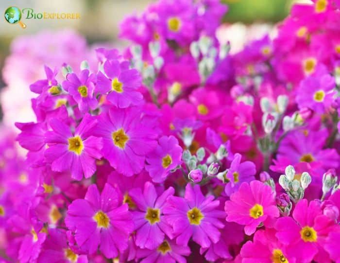 Japanese Primrose Flowers