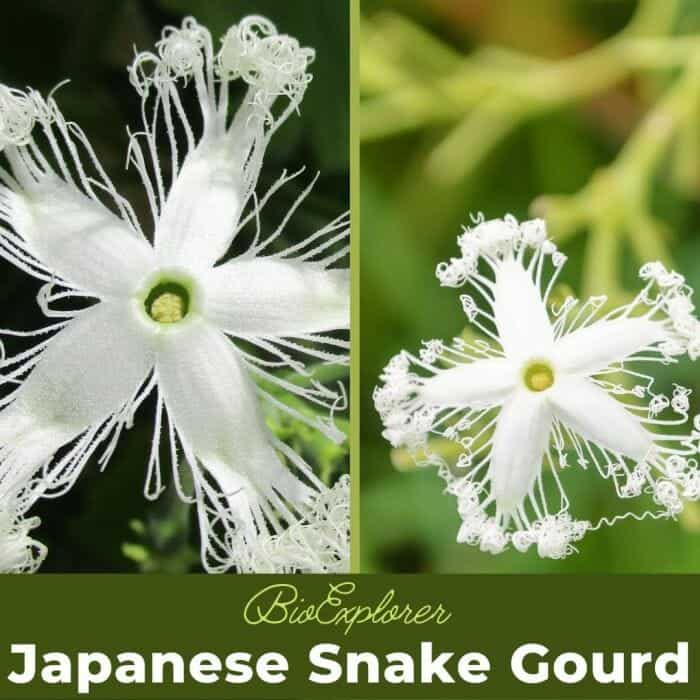 Japanese Snake Gourd