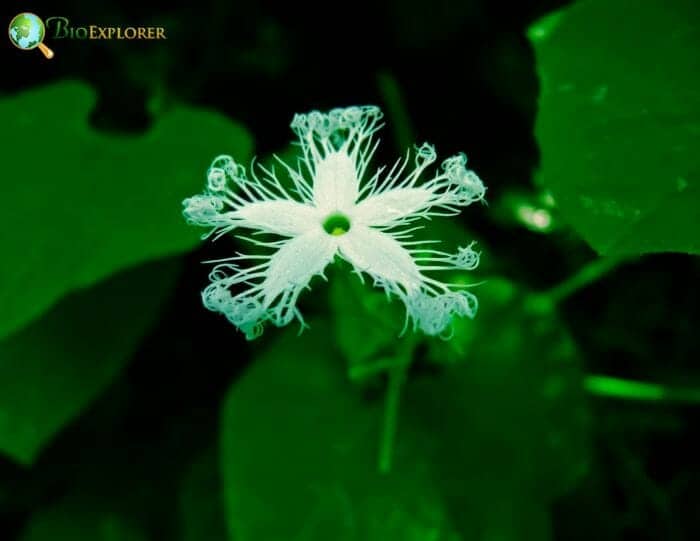 Japanese Snake Gourd Flower