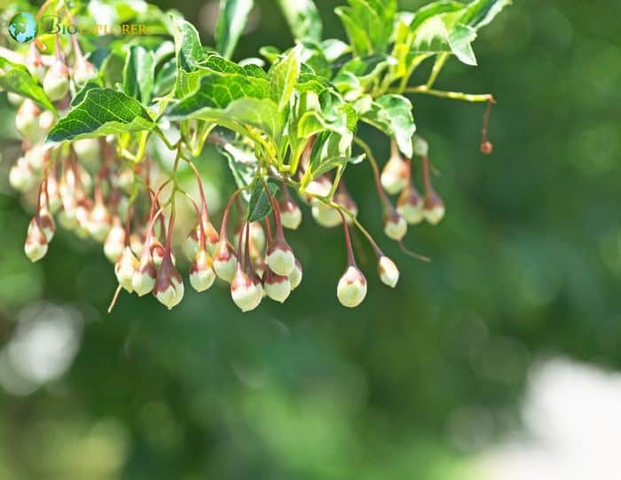 Japanese Snowbell