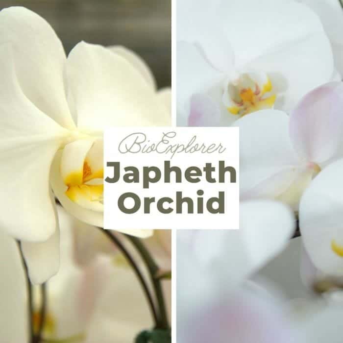 Japheth Orchid