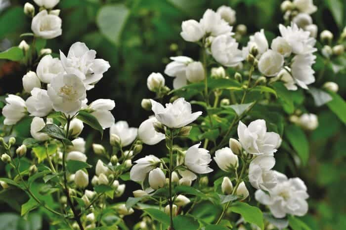 Jasminum Polyanthum Flowers