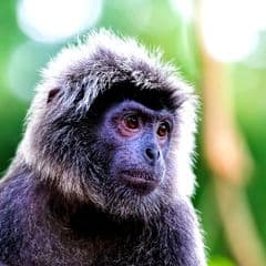 Grizzled leaf monkey