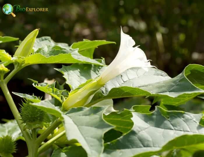 Jimson Weed