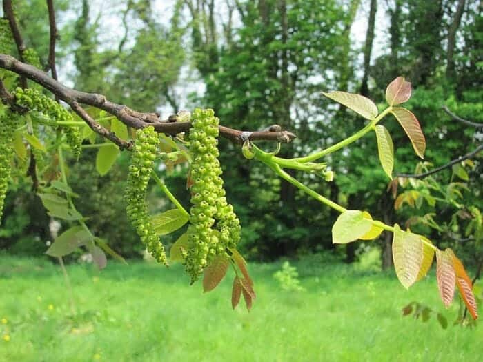 Juglandaceae Family