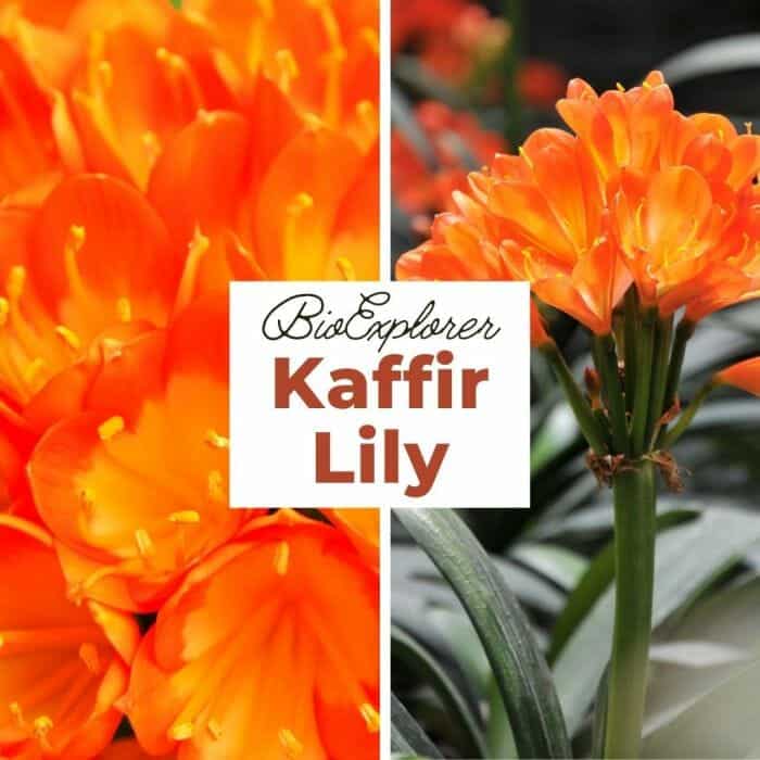 Kaffir Lily